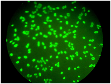 mycoplasma_20positive_control_green_filter